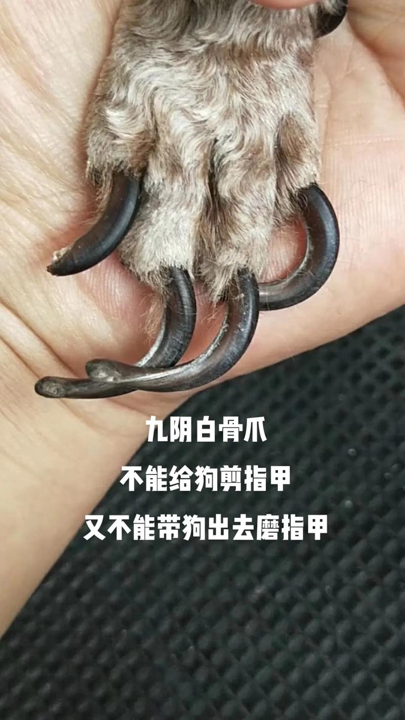狗狗多大可以剪指甲,狗狗多大可以剪指甲了-第2张图片-后鲨宠物 狗狗多大可以剪指甲,狗狗多大可以剪指甲了-第2张图片-后鲨宠物