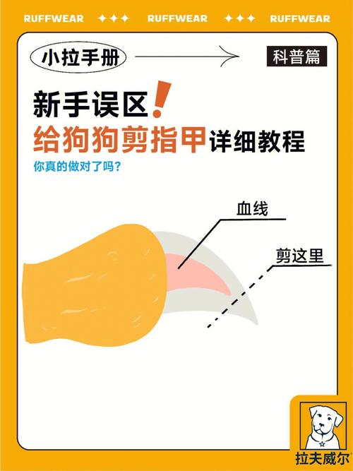 狗狗多大可以剪指甲,狗狗多大可以剪指甲了-第3张图片-后鲨宠物 狗狗多大可以剪指甲,狗狗多大可以剪指甲了-第3张图片-后鲨宠物
