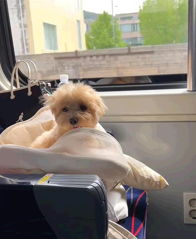 狗狗可以上火车吗,狗狗可以上火车吗l-第1张图片-后鲨宠物 狗狗可以上火车吗,狗狗可以上火车吗l-第1张图片-后鲨宠物