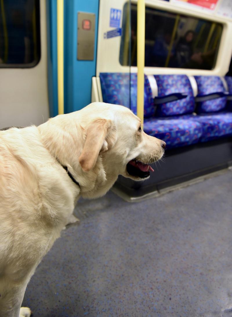 狗狗可以上火车吗,狗狗可以上火车吗l-第6张图片-后鲨宠物 狗狗可以上火车吗,狗狗可以上火车吗l-第6张图片-后鲨宠物