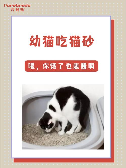 猫咪为什么会吃猫砂_猫咪为什么会吃猫砂呢-第2张图片-后鲨宠物 猫咪为什么会吃猫砂_猫咪为什么会吃猫砂呢-第2张图片-后鲨宠物