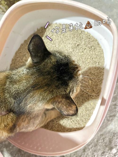 猫咪为什么会吃猫砂_猫咪为什么会吃猫砂呢-第3张图片-后鲨宠物 猫咪为什么会吃猫砂_猫咪为什么会吃猫砂呢-第3张图片-后鲨宠物