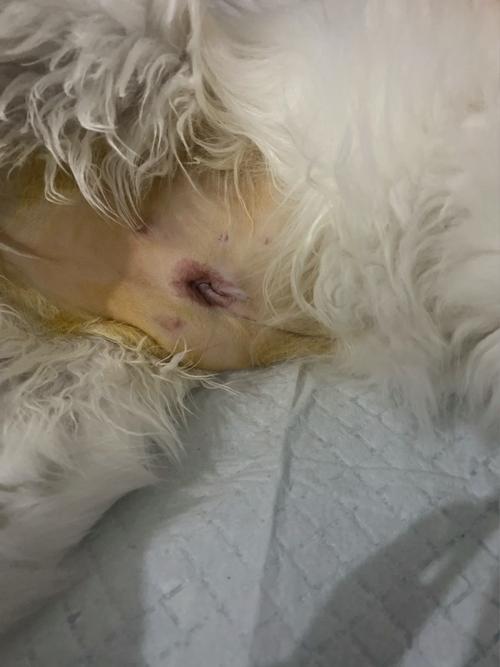  猫咪绝育后嗜睡，猫咪绝育后嗜睡不吃东西