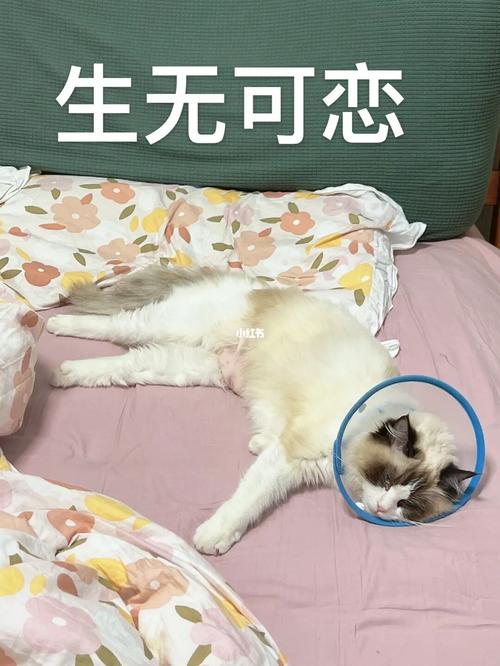 猫咪绝育后嗜睡,猫咪绝育后嗜睡不吃东西-第2张图片-后鲨宠物 猫咪绝育后嗜睡,猫咪绝育后嗜睡不吃东西-第2张图片-后鲨宠物
