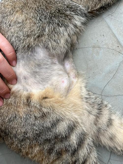 猫咪绝育后嗜睡,猫咪绝育后嗜睡不吃东西-第4张图片-后鲨宠物 猫咪绝育后嗜睡,猫咪绝育后嗜睡不吃东西-第4张图片-后鲨宠物