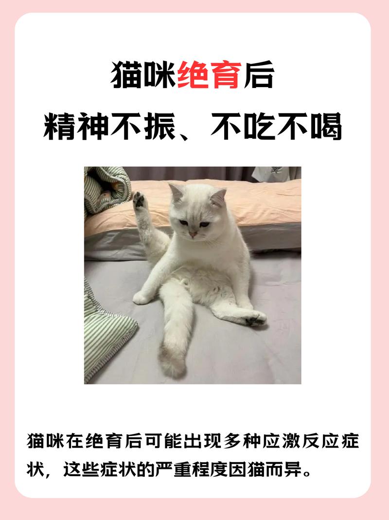 猫咪绝育后嗜睡,猫咪绝育后嗜睡不吃东西-第5张图片-后鲨宠物 猫咪绝育后嗜睡,猫咪绝育后嗜睡不吃东西-第5张图片-后鲨宠物