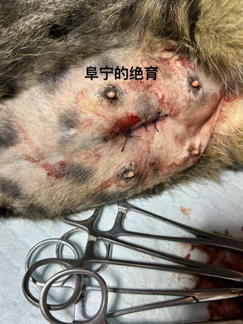 猫咪绝育后嗜睡,猫咪绝育后嗜睡不吃东西-第6张图片-后鲨宠物 猫咪绝育后嗜睡,猫咪绝育后嗜睡不吃东西-第6张图片-后鲨宠物