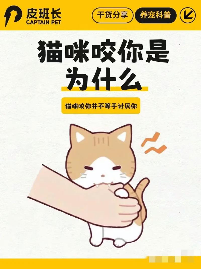 猫咪发情会咬人吗,猫发情咬人知道错吗?-第3张图片-后鲨宠物 猫咪发情会咬人吗,猫发情咬人知道错吗?-第3张图片-后鲨宠物