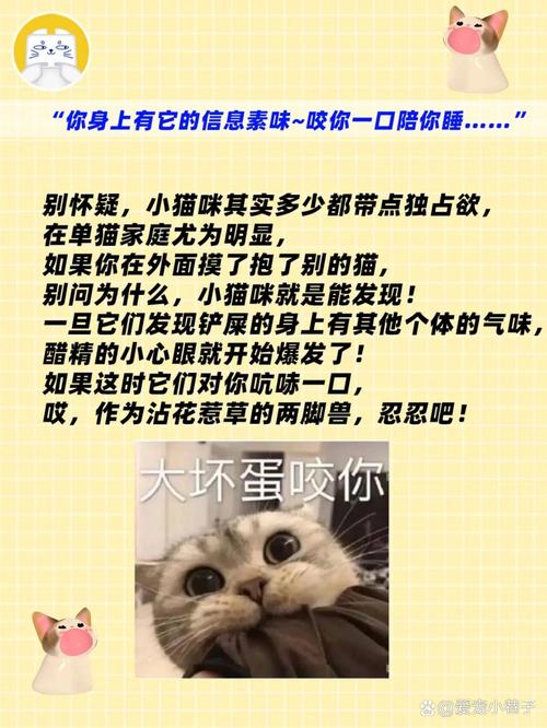 猫咪发情会咬人吗,猫发情咬人知道错吗?-第4张图片-后鲨宠物 猫咪发情会咬人吗,猫发情咬人知道错吗?-第4张图片-后鲨宠物