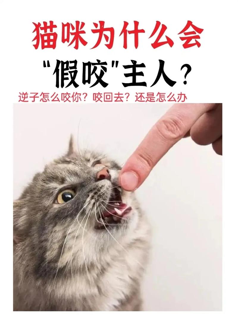 猫咪发情会咬人吗,猫发情咬人知道错吗?-第5张图片-后鲨宠物 猫咪发情会咬人吗,猫发情咬人知道错吗?-第5张图片-后鲨宠物
