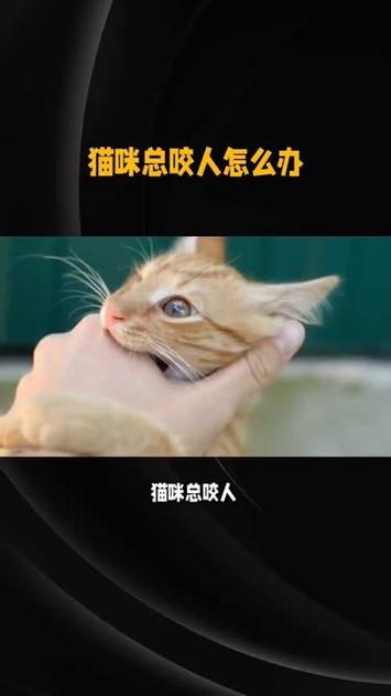 猫咪发情会咬人吗,猫发情咬人知道错吗?-第6张图片-后鲨宠物 猫咪发情会咬人吗,猫发情咬人知道错吗?-第6张图片-后鲨宠物