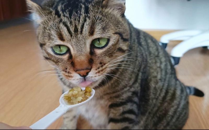  猫咪能喝绿豆汤吗，猫咪喝绿豆汤吗?-第5张图片-后鲨宠物