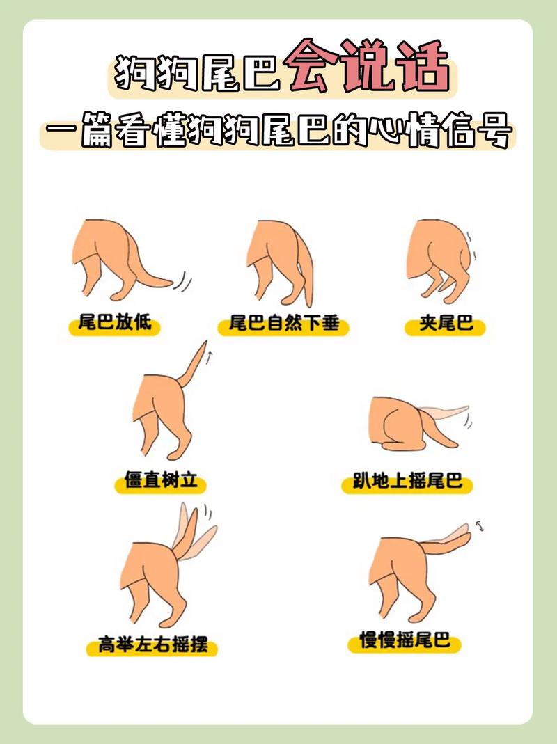 狗狗的尾巴为什么下垂_狗狗的尾巴为什么下垂呢