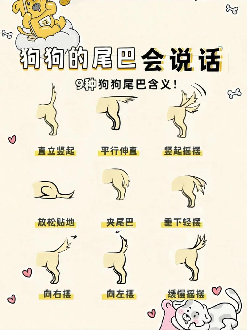 狗狗的尾巴为什么下垂_狗狗的尾巴为什么下垂呢-第2张图片-后鲨宠物