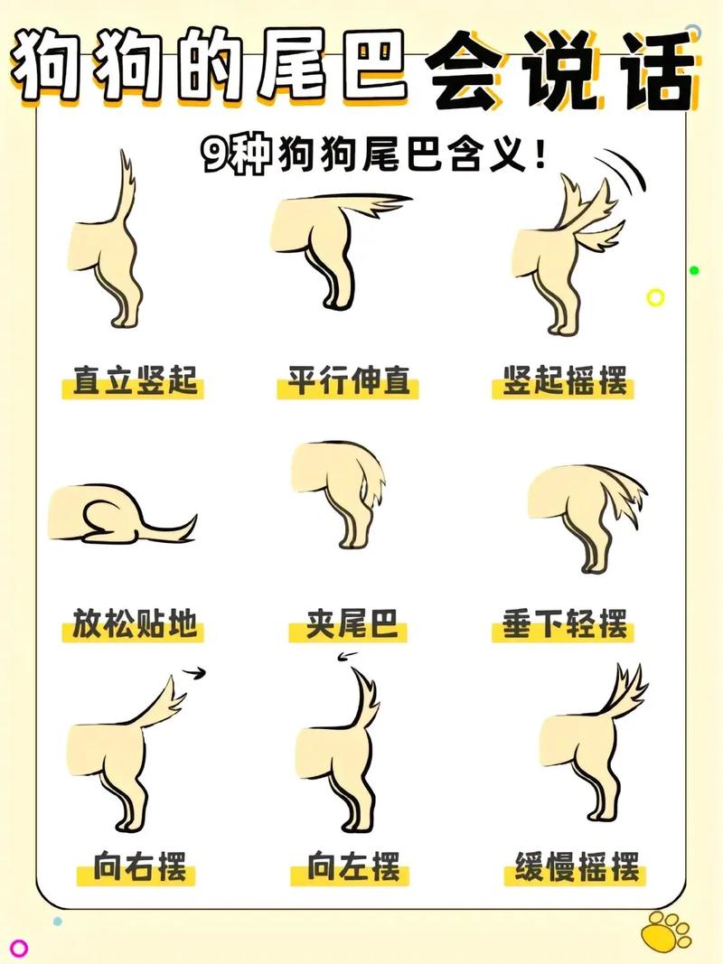 狗狗的尾巴为什么下垂_狗狗的尾巴为什么下垂呢-第4张图片-后鲨宠物