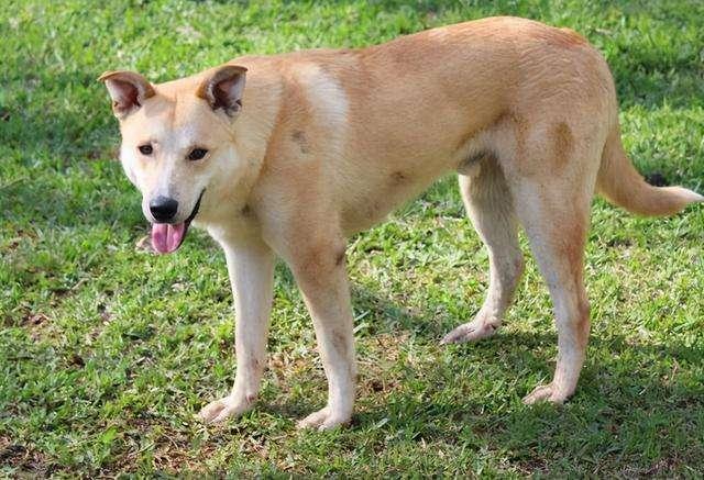 狗狗的尾巴为什么下垂_狗狗的尾巴为什么下垂呢-第3张图片-后鲨宠物