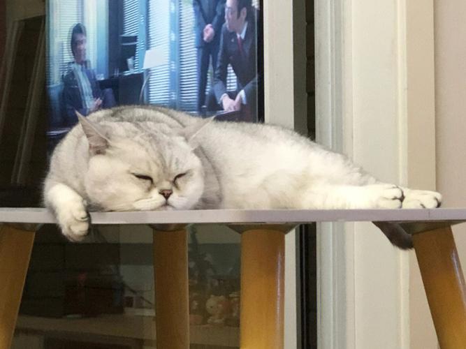 猫咪没精神怎么办，猫咪突然不吃饭没精神是怎么回事？