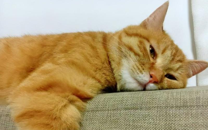 猫咪没精神怎么办,猫咪突然不吃饭没精神是怎么回事?-第4张图片-后鲨宠物 猫咪没精神怎么办,猫咪突然不吃饭没精神是怎么回事?-第4张图片-后鲨宠物