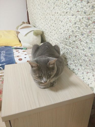 猫咪没精神怎么办,猫咪突然不吃饭没精神是怎么回事?-第5张图片-后鲨宠物 猫咪没精神怎么办,猫咪突然不吃饭没精神是怎么回事?-第5张图片-后鲨宠物