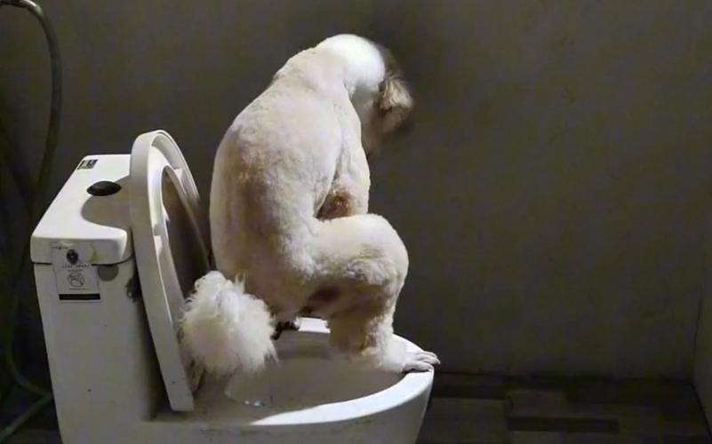 狗狗会自己上厕所吗,小狗狗会自己拉便便吗?-第2张图片-后鲨宠物 狗狗会自己上厕所吗,小狗狗会自己拉便便吗?-第2张图片-后鲨宠物