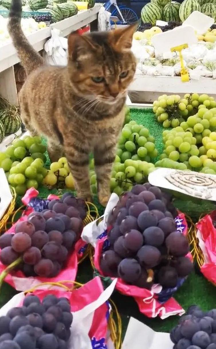 猫咪吃了葡萄怎么办,猫咪不小心吃了葡萄怎么办-第1张图片-后鲨宠物 猫咪吃了葡萄怎么办,猫咪不小心吃了葡萄怎么办-第1张图片-后鲨宠物