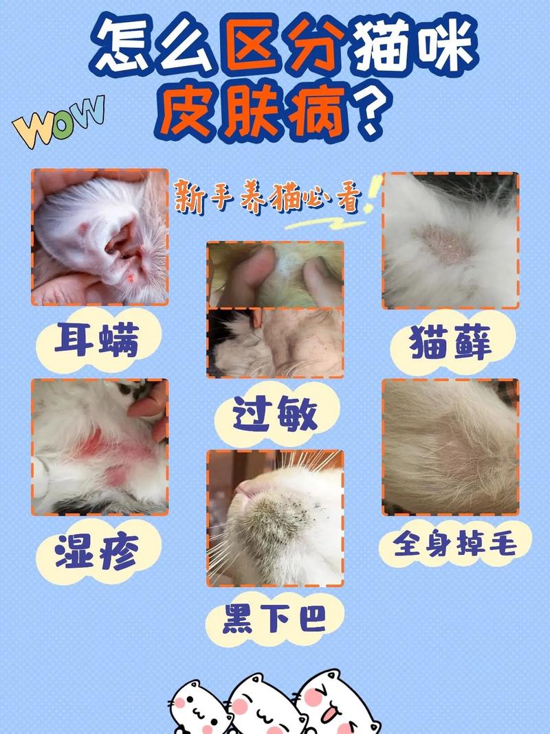 猫咪皮肤病怎么治疗,猫咪皮肤病症怎么治疗?-第4张图片-后鲨宠物 猫咪皮肤病怎么治疗,猫咪皮肤病症怎么治疗?-第4张图片-后鲨宠物