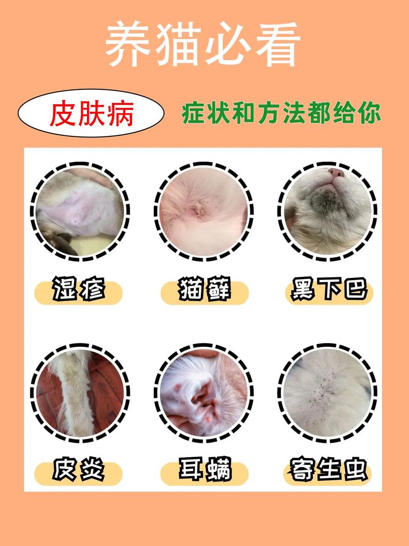 猫咪皮肤病怎么治疗,猫咪皮肤病症怎么治疗?-第6张图片-后鲨宠物 猫咪皮肤病怎么治疗,猫咪皮肤病症怎么治疗?-第6张图片-后鲨宠物