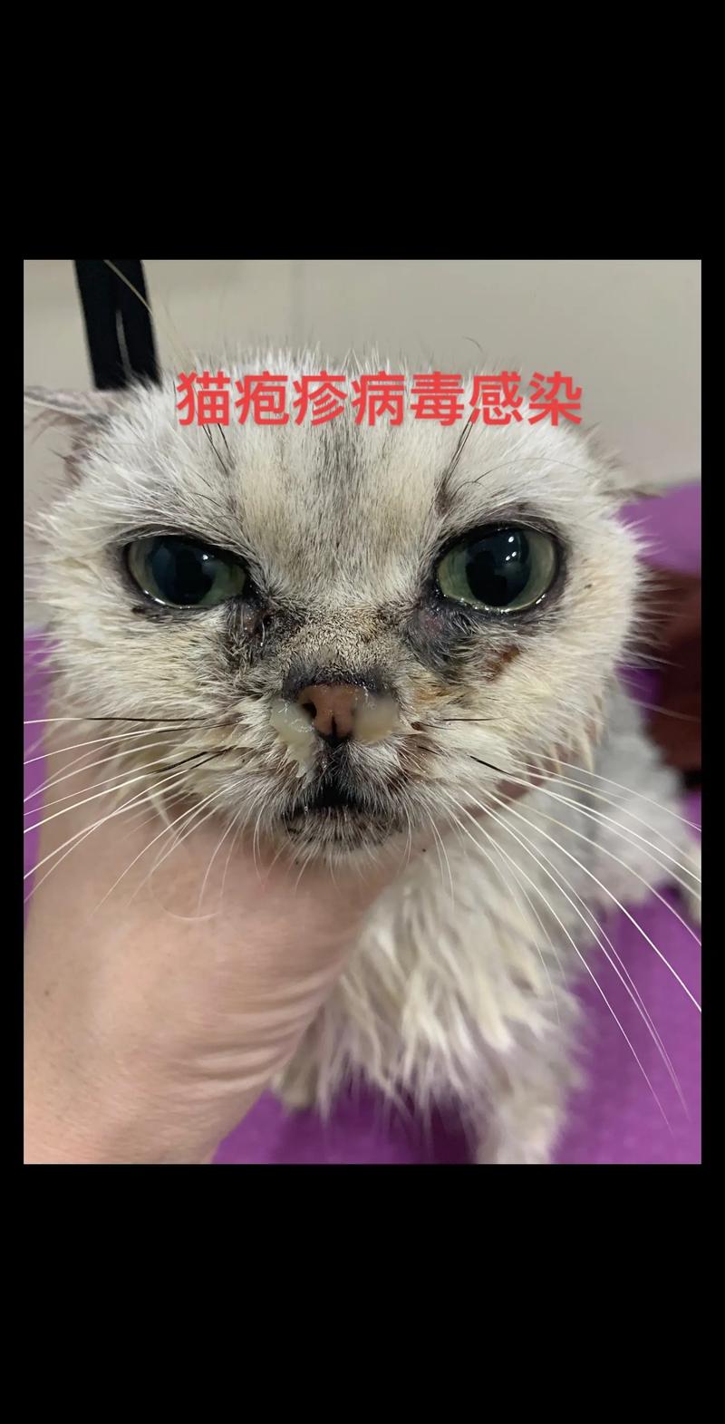 猫咪有什么传染病_猫咪有什么传染病吗-第3张图片-后鲨宠物 猫咪有什么传染病_猫咪有什么传染病吗-第3张图片-后鲨宠物