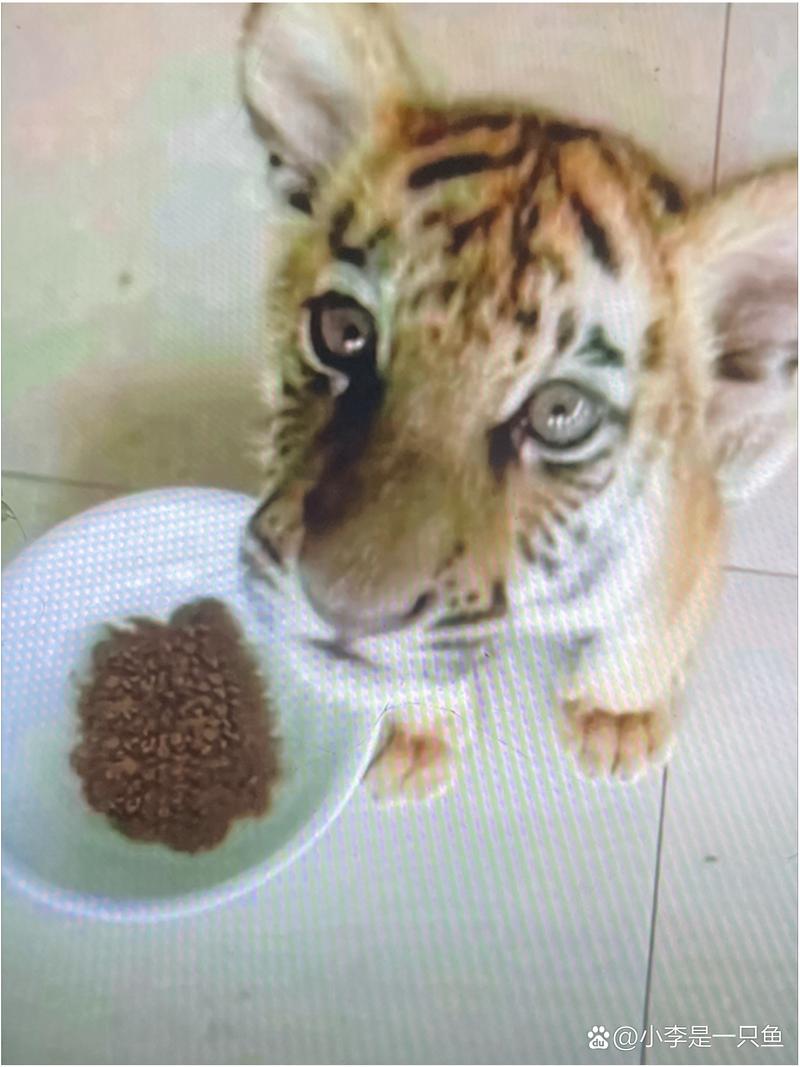 猫咪不吃猫粮怎么回事_猫咪不吃猫粮咋回事-第5张图片-后鲨宠物