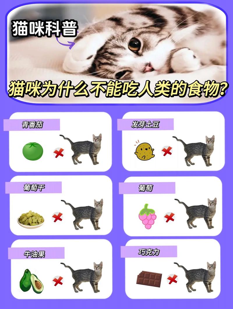 猫咪不吃猫粮怎么回事_猫咪不吃猫粮咋回事-第6张图片-后鲨宠物
