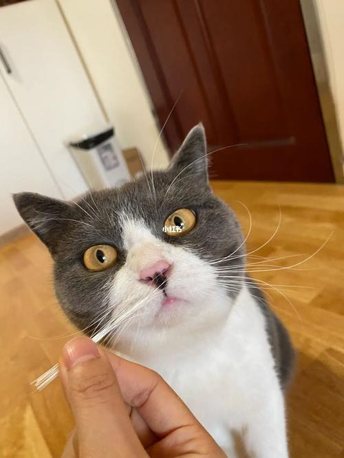 猫咪掉胡子是什么原因,猫掉胡子是什么情况-第2张图片-后鲨宠物 猫咪掉胡子是什么原因,猫掉胡子是什么情况-第2张图片-后鲨宠物