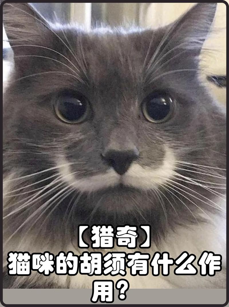 猫咪掉胡子是什么原因,猫掉胡子是什么情况-第5张图片-后鲨宠物 猫咪掉胡子是什么原因,猫掉胡子是什么情况-第5张图片-后鲨宠物