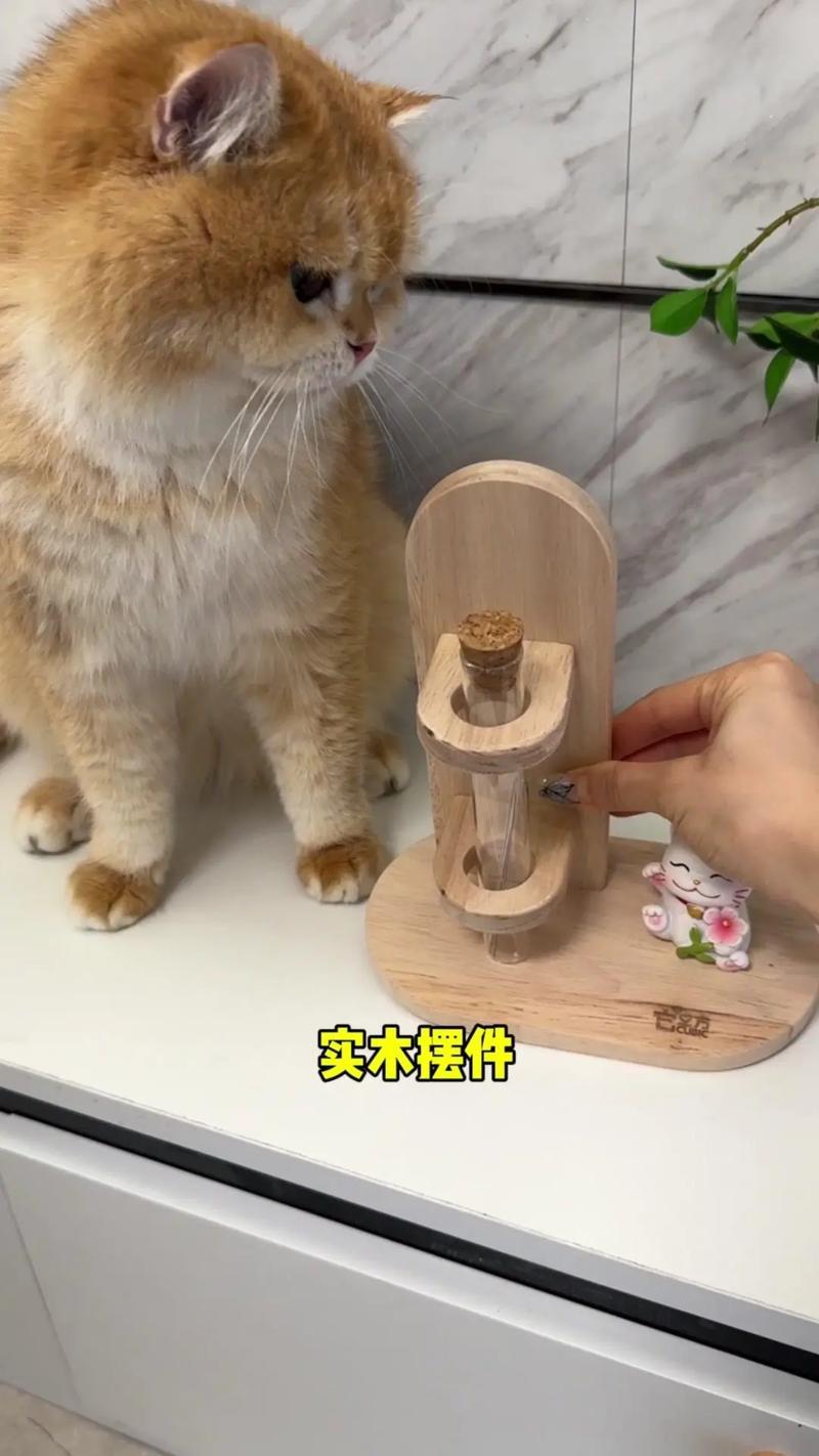 猫咪掉胡子是什么原因,猫掉胡子是什么情况-第6张图片-后鲨宠物 猫咪掉胡子是什么原因,猫掉胡子是什么情况-第6张图片-后鲨宠物