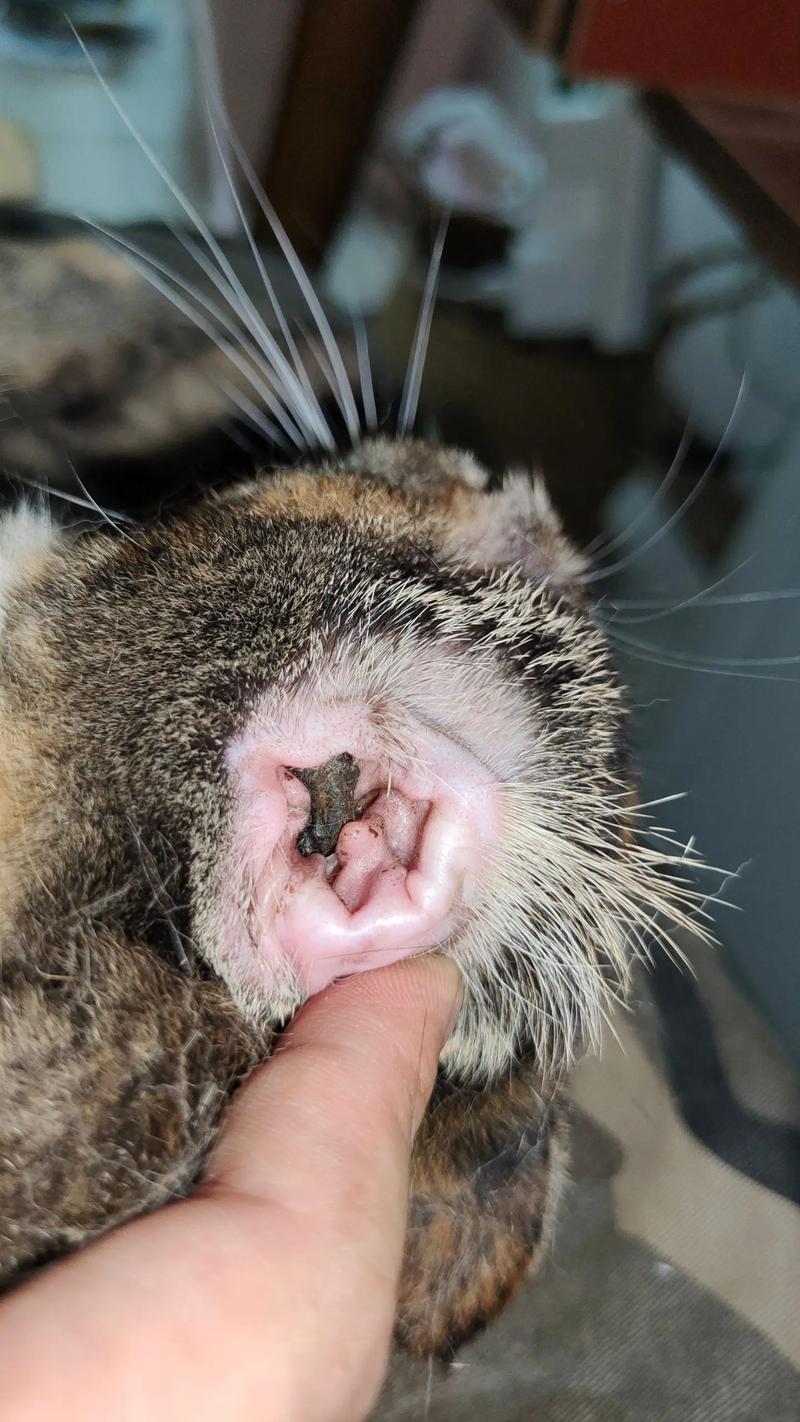 猫咪耳屎多是怎么回事，猫咪耳屎多的原因？