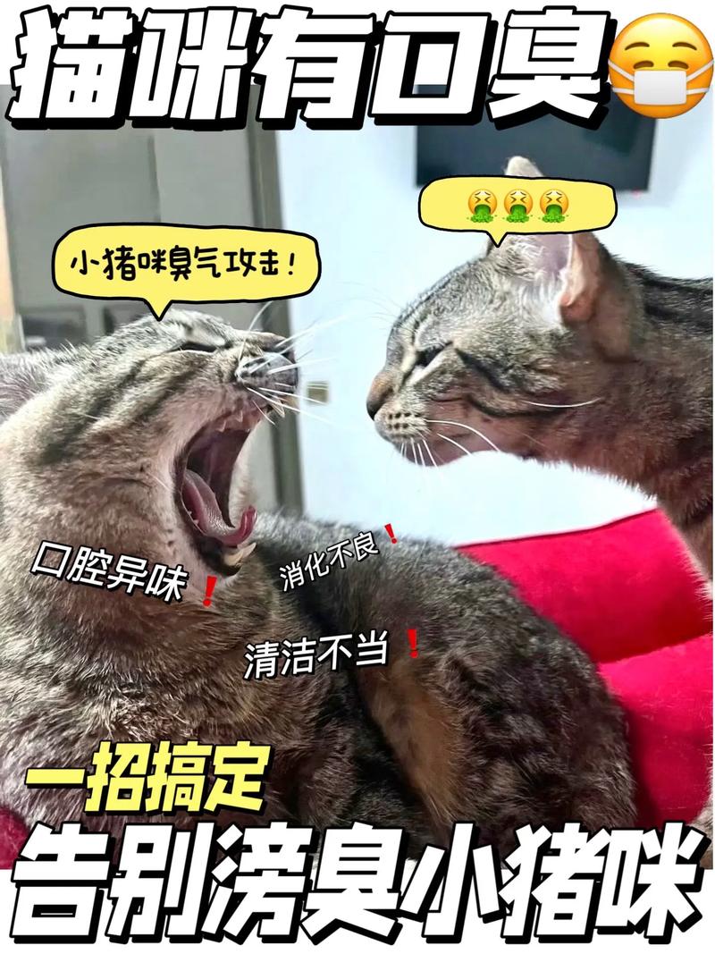 猫咪口气很臭怎么办,猫咪口气很臭怎么办啊-第3张图片-后鲨宠物 猫咪口气很臭怎么办,猫咪口气很臭怎么办啊-第3张图片-后鲨宠物