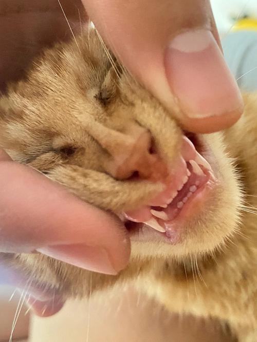 猫咪口气很臭怎么办,猫咪口气很臭怎么办啊-第5张图片-后鲨宠物 猫咪口气很臭怎么办,猫咪口气很臭怎么办啊-第5张图片-后鲨宠物