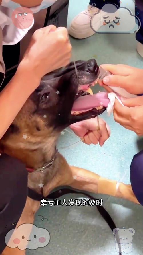 狗狗卡住喉咙怎么办_狗狗卡住嗓子了怎么办-第5张图片-后鲨宠物 狗狗卡住喉咙怎么办_狗狗卡住嗓子了怎么办-第5张图片-后鲨宠物