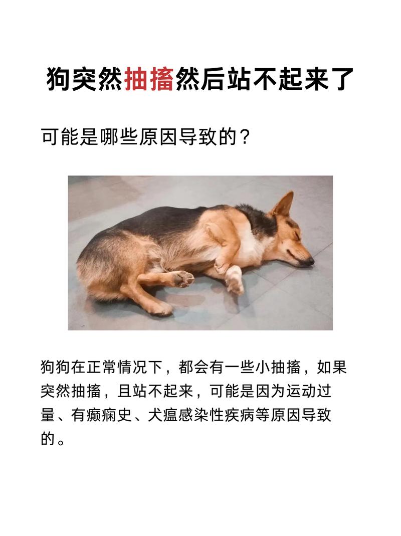 狗狗惊吓过度怎么恢复,狗狗惊吓过度怎么办?-第2张图片-后鲨宠物 狗狗惊吓过度怎么恢复,狗狗惊吓过度怎么办?-第2张图片-后鲨宠物