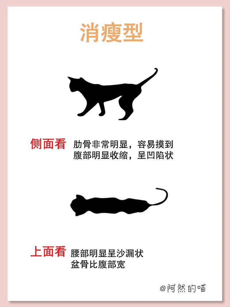 猫咪越来越瘦是怎么回事，猫咪越来越瘦怎么回事吃什么药？