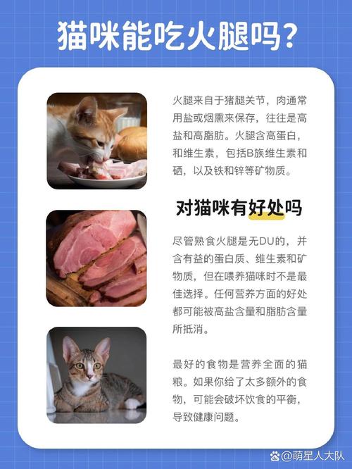 猫咪吃火腿肠吗,遇见流浪猫可以喂什么?-第2张图片-后鲨宠物 猫咪吃火腿肠吗,遇见流浪猫可以喂什么?-第2张图片-后鲨宠物