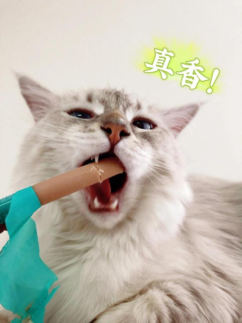 猫咪吃火腿肠吗,遇见流浪猫可以喂什么?-第3张图片-后鲨宠物 猫咪吃火腿肠吗,遇见流浪猫可以喂什么?-第3张图片-后鲨宠物