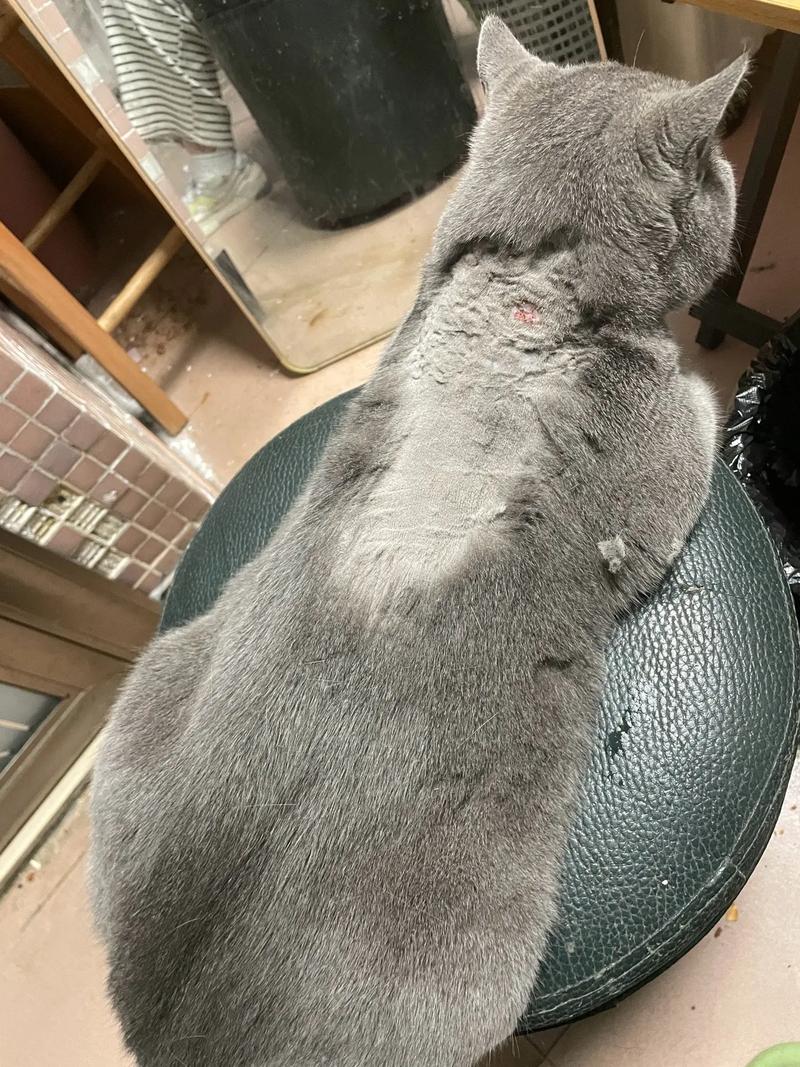 猫咪剃毛一般多少钱_猫咪剃毛一般多少钱?-第2张图片-后鲨宠物 猫咪剃毛一般多少钱_猫咪剃毛一般多少钱?-第2张图片-后鲨宠物