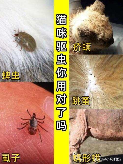 猫咪剃毛一般多少钱_猫咪剃毛一般多少钱?-第5张图片-后鲨宠物 猫咪剃毛一般多少钱_猫咪剃毛一般多少钱?-第5张图片-后鲨宠物