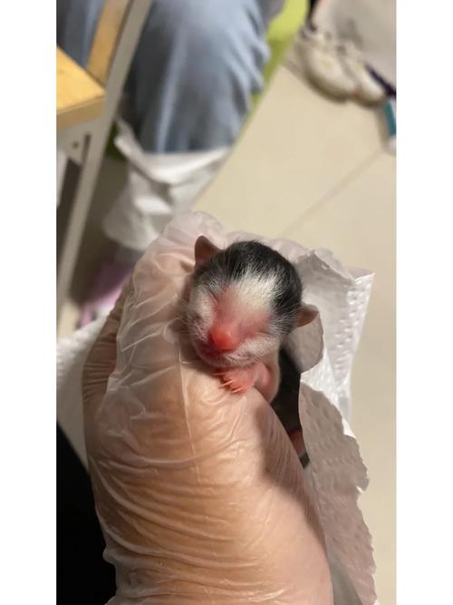  猫咪能喝米汤吗，猫能喝米汤吗?