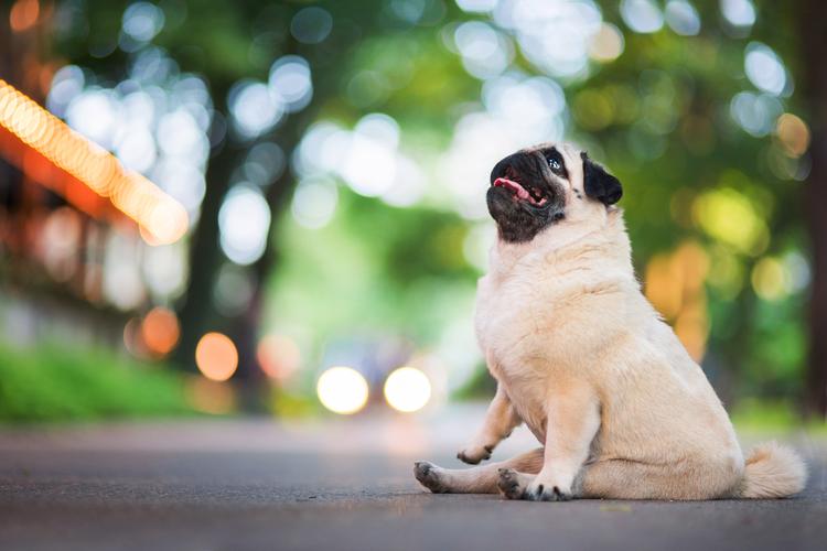 狗狗能吃甜食吗_狗狗能吃甜食吗会死吗