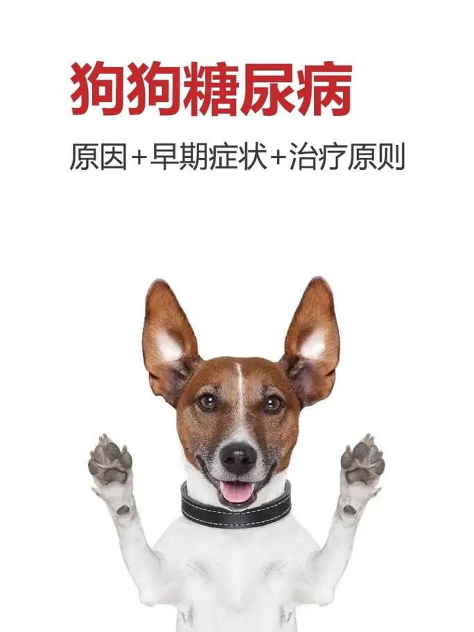 狗狗能吃甜食吗_狗狗能吃甜食吗会死吗-第2张图片-后鲨宠物 狗狗能吃甜食吗_狗狗能吃甜食吗会死吗-第2张图片-后鲨宠物