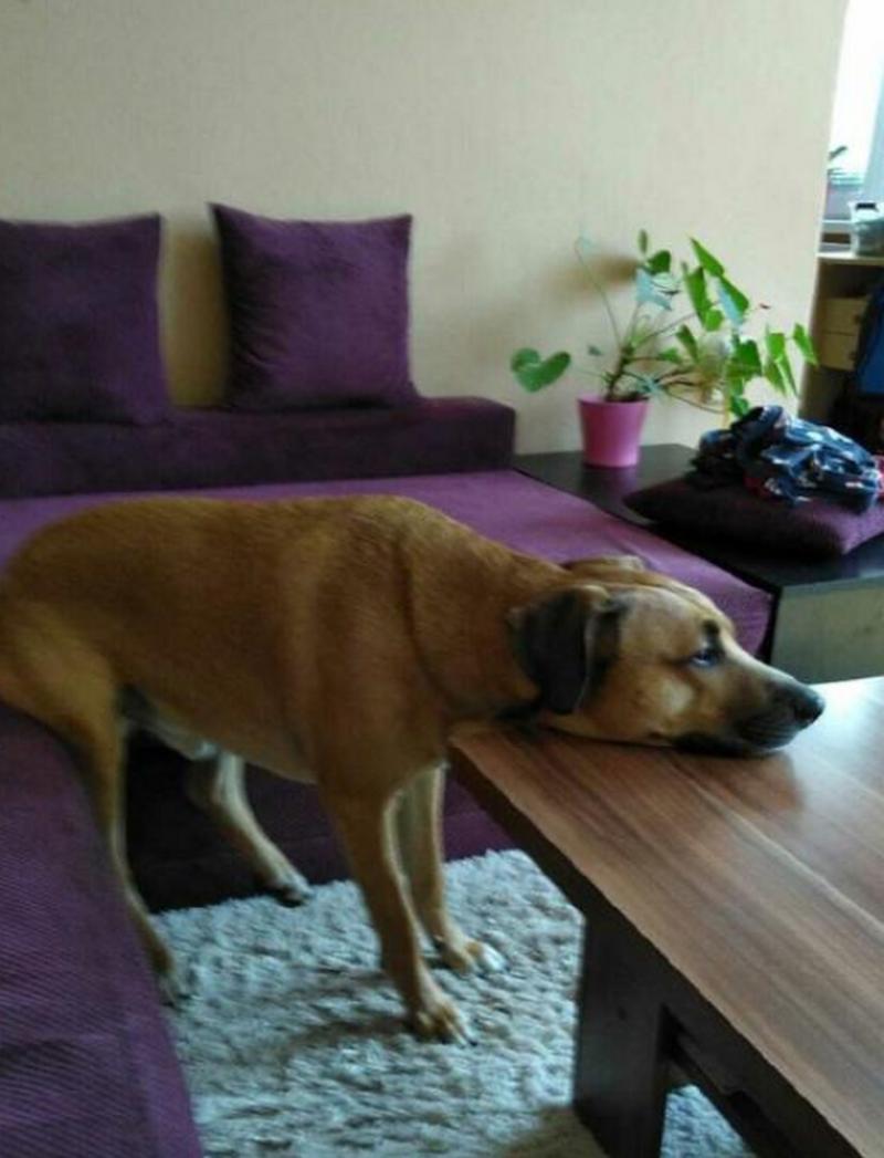 狗狗会水土不服吗,狗狗会水土不服么-第2张图片-后鲨宠物 狗狗会水土不服吗,狗狗会水土不服么-第2张图片-后鲨宠物