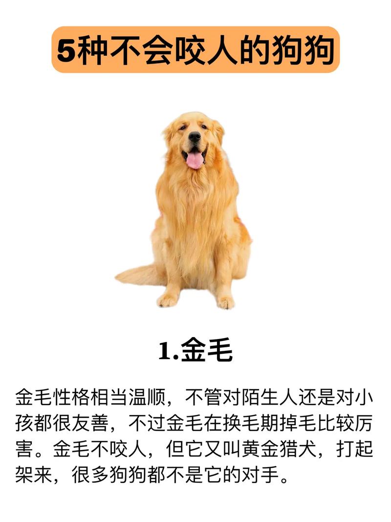 狗狗会水土不服吗,狗狗会水土不服么-第3张图片-后鲨宠物 狗狗会水土不服吗,狗狗会水土不服么-第3张图片-后鲨宠物