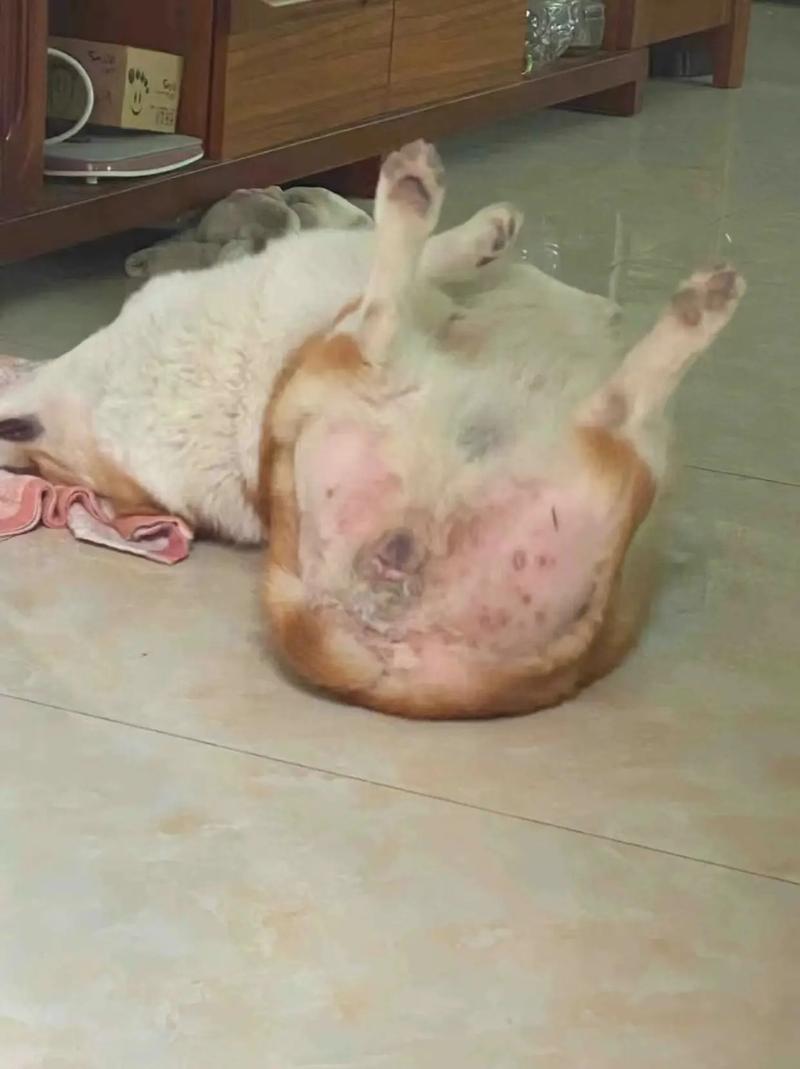 狗狗会水土不服吗,狗狗会水土不服么-第4张图片-后鲨宠物 狗狗会水土不服吗,狗狗会水土不服么-第4张图片-后鲨宠物