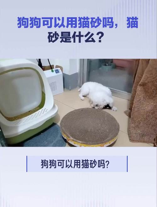 狗狗可以用猫砂吗，狗狗可以用猫砂么？-第2张图片-后鲨宠物